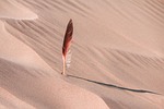 Feather dune desert sand dune landscape barren landscape nature north hd background