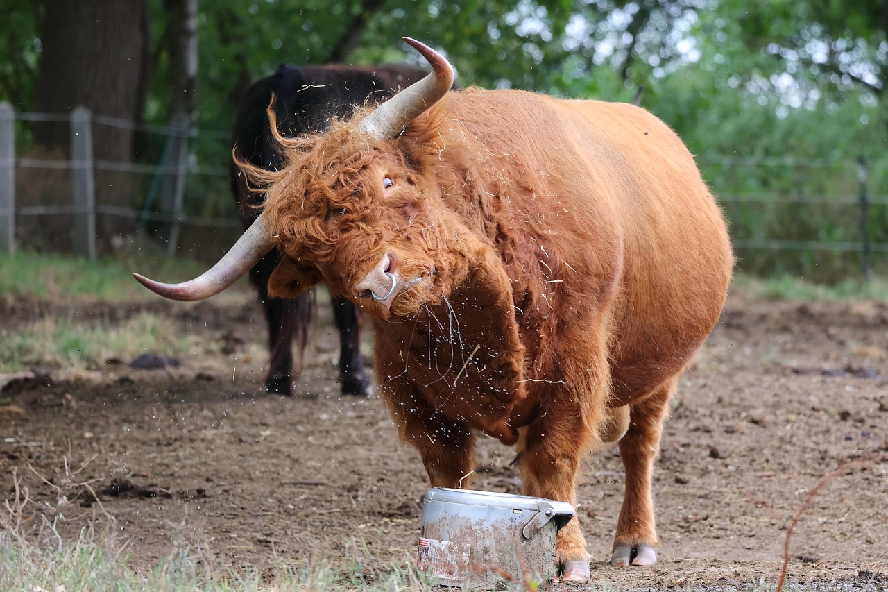 krávy, spojka, zvířata na farmě, napít se, dobytek, kráva, louka, nápoje, oko, legrační, vzhled, kroucená, třese, hlava, rohy, pohled, příroda, zábava
