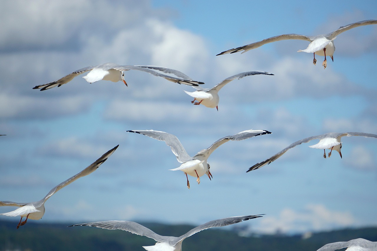 ptaki, mewy, latające mewy, niebo, chmury, morze, ocean, mewa, ornitologia, gatunek, fauna, ptasia, zwierzę, dzika natura, natura, plaża, wodny ptak, latający, skrzydełka, woda, lot, rozwinąć skrzydła, ścieśniać, lecące mewy, obłoki, ptaki, ptaki, ptaki, mewy, mewy, mewy, mewy, mewy, chmury, mewa, mewa, mewa, plaża