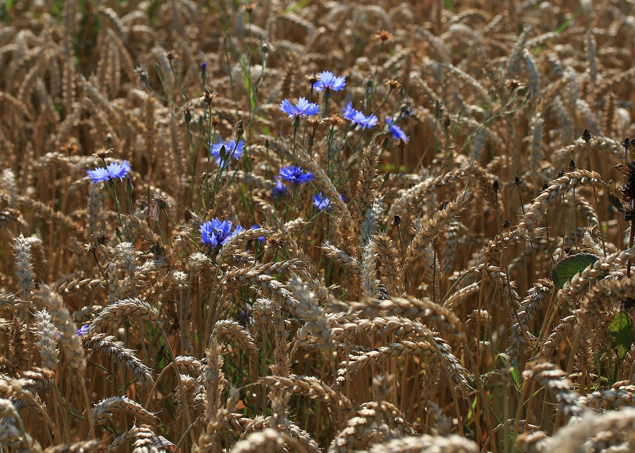 weizen, kornblumen, getreidefeld, reif, feldfrucht, landwirtschaft