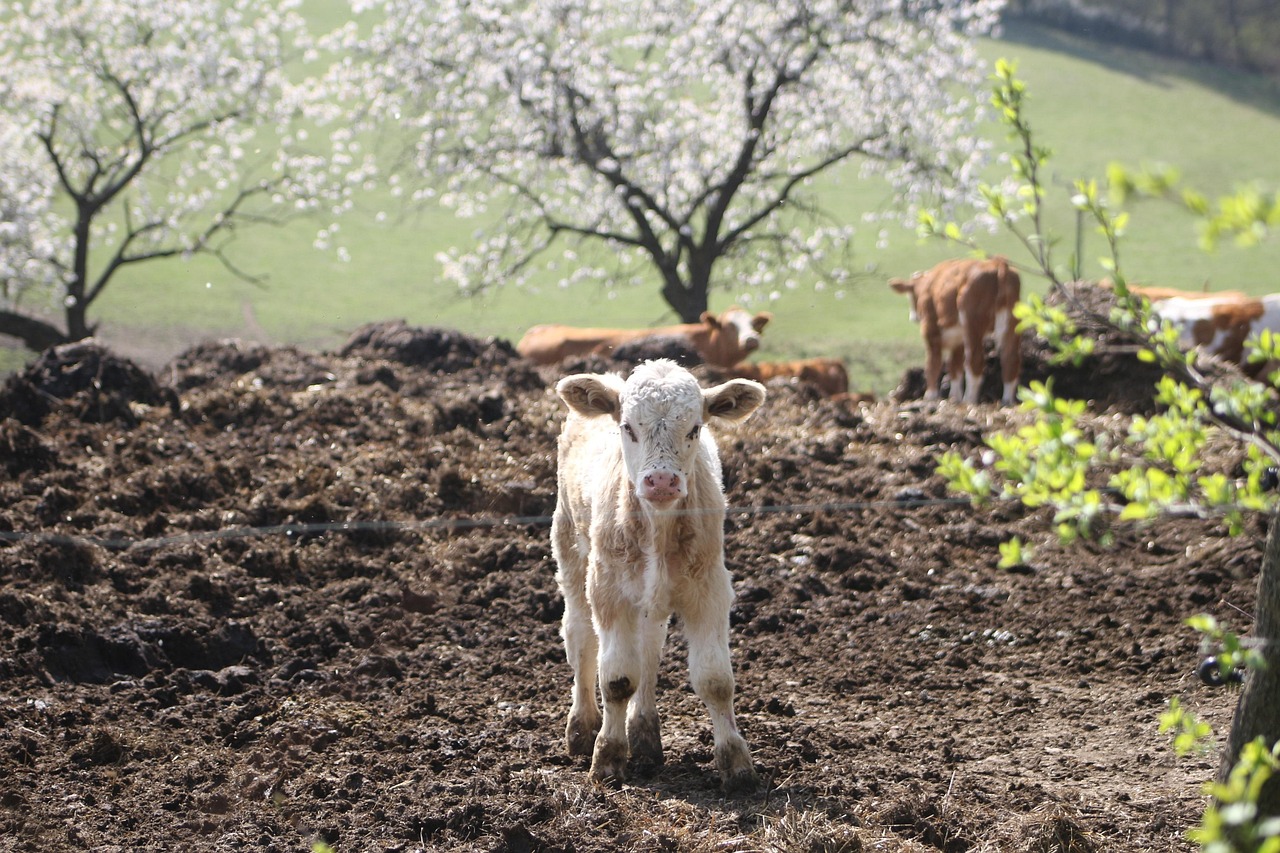 vacă, vițel, animal, natura, pui de vaca, animale, mediu rural, rural, fermă