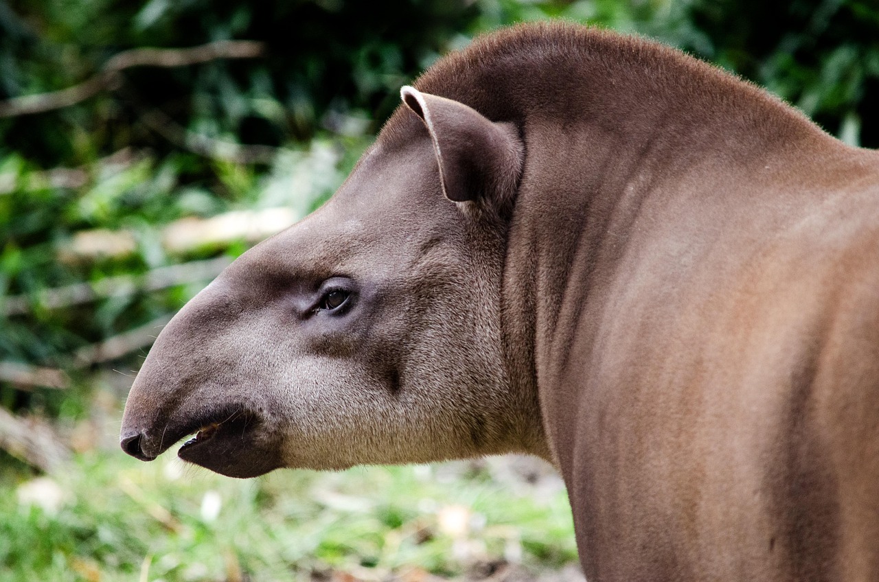 tapir, fladlandstapir, bagagerum, sydamerika, tapirus terrestrisk, regnskov, truede arter, dyrerige