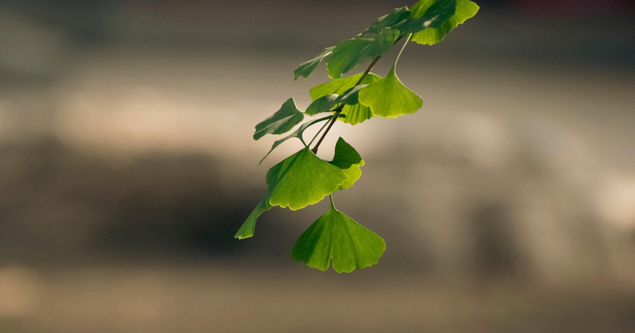 blätter, gingko geht, ginko-blätter, laub, pflanzen, flora, natur
