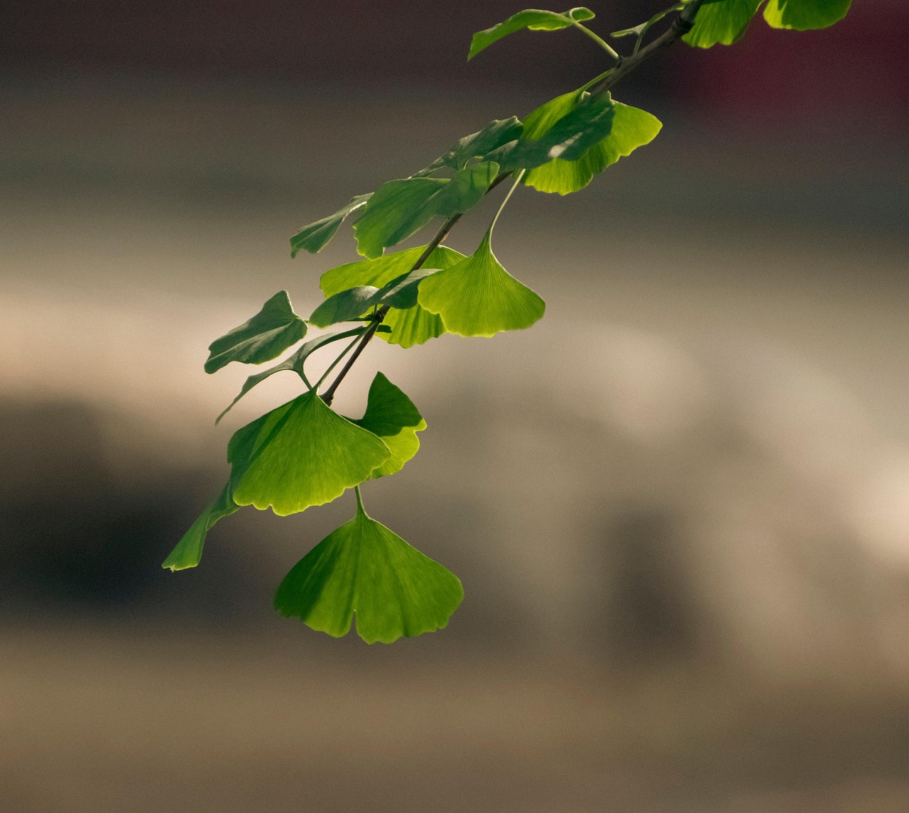 blätter, gingko geht, ginko-blätter, laub, pflanzen, flora, natur