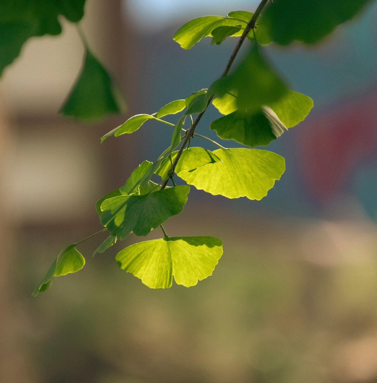 blätter, gingko geht, ginko-blätter, laub, pflanzen, flora, natur