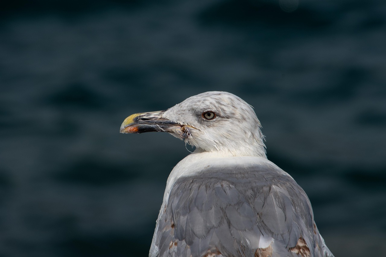 seagull, young gull, sea bird, close-up gull, young herring gull, ornithology, head of gull, seagulls background, seagulls wallpaper