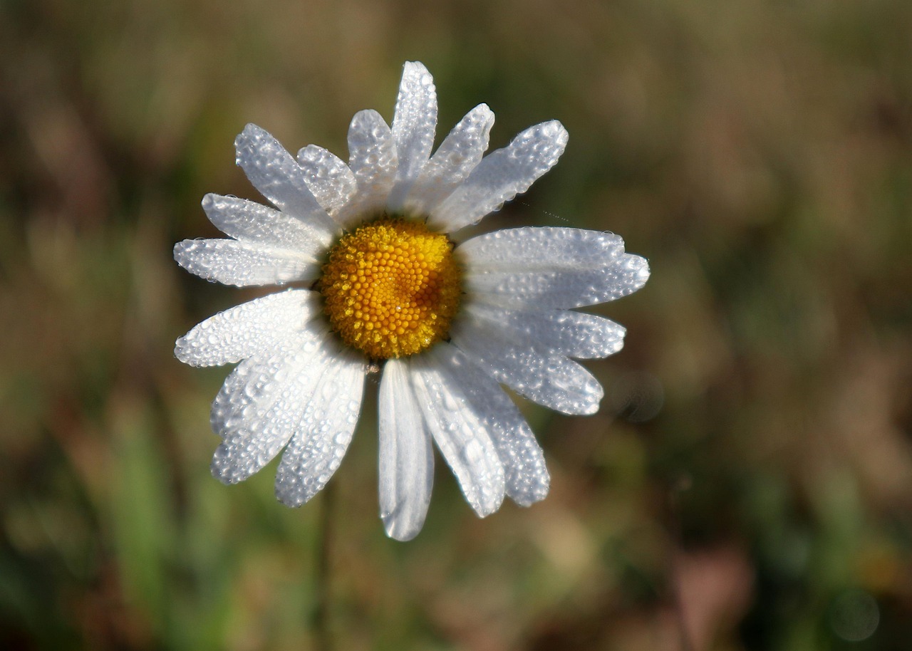 leucanthemum vulgare, ox-eye daisy, dew, meadow, nature, botany, wild plant
