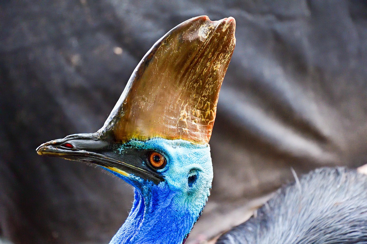 südlicher kasuar, vogel, bedrohte arten, kasuar, tierwelt, natur, tier, schnabel, wild, kopf, Federn, kamm, auge, horn, kasuar kasuar, zweilappiger kasuar, australischer kasuar, mossman-schluchten, australien