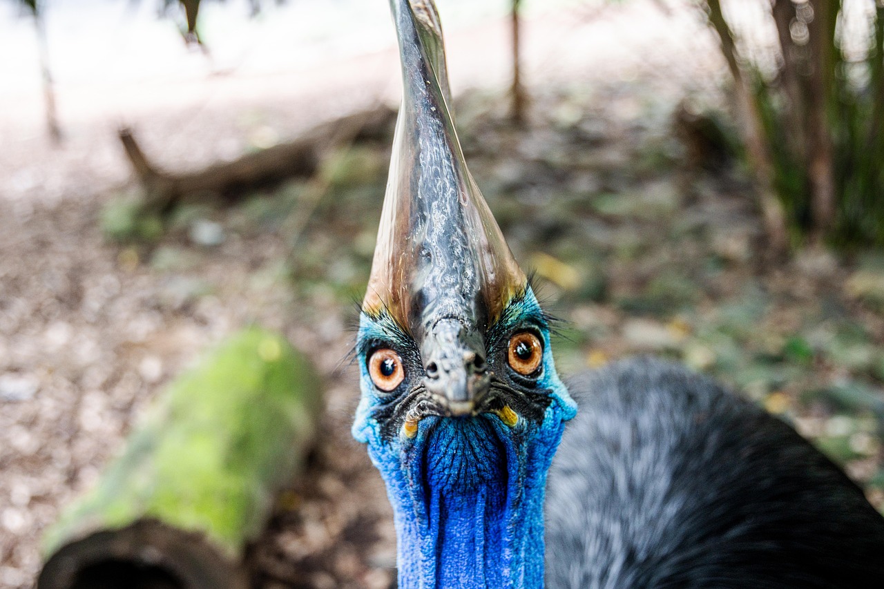 vogel, südlicher kasuar, kasuar, tierwelt, bedrohte arten, natur, tier, schnabel, wild, kopf, Federn, kamm, auge, horn, kasuar kasuar, zweilappiger kasuar, australischer kasuar, mossman-schluchten, australien, vogel, kasuar, kasuar, kasuar, kasuar, kasuar, horn, australien