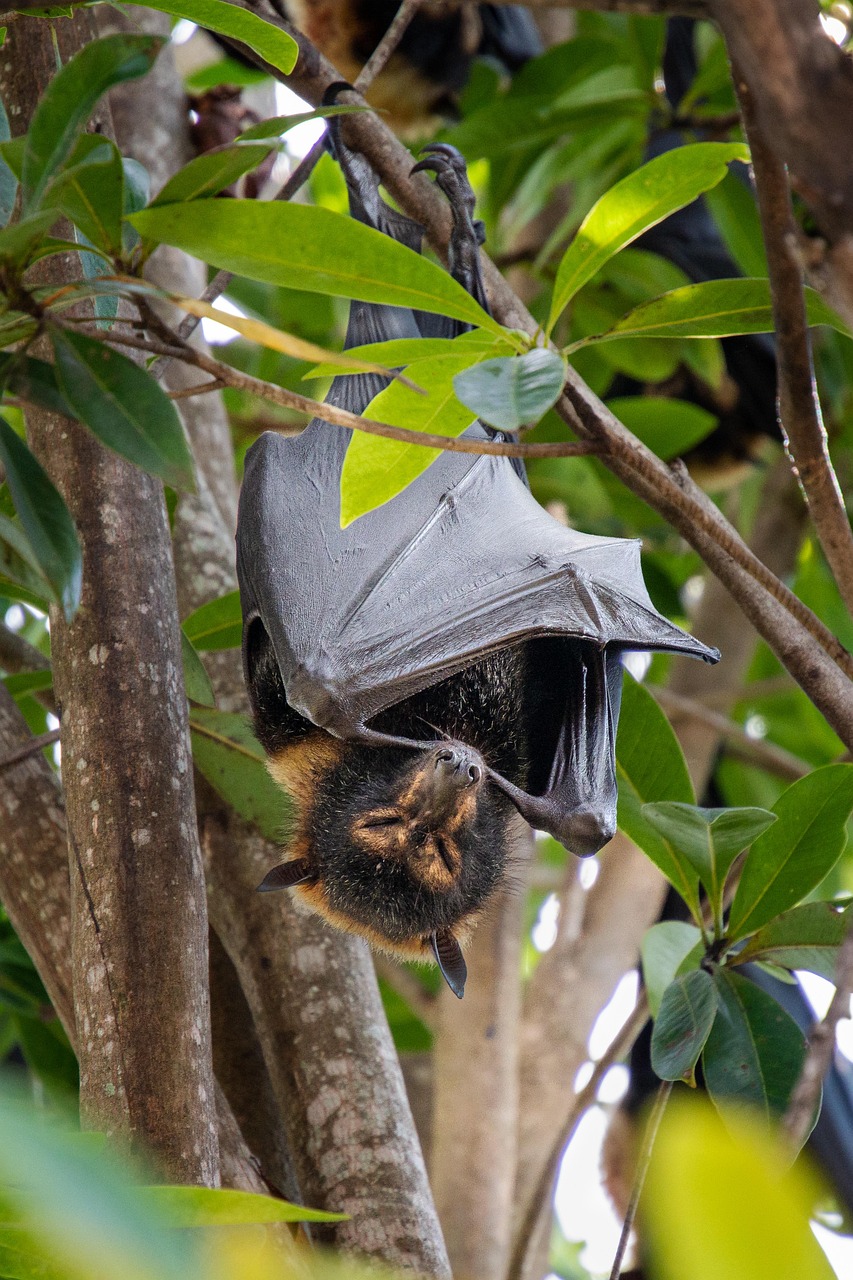fliegender fuchs, schläger, tier, pteropus conspicillatus, brillenflughund, bebrillter flughund, megabat, säugetier, tierwelt, schlafen, bedrohte arten, natur, dunkel, cairns, queensland, australien