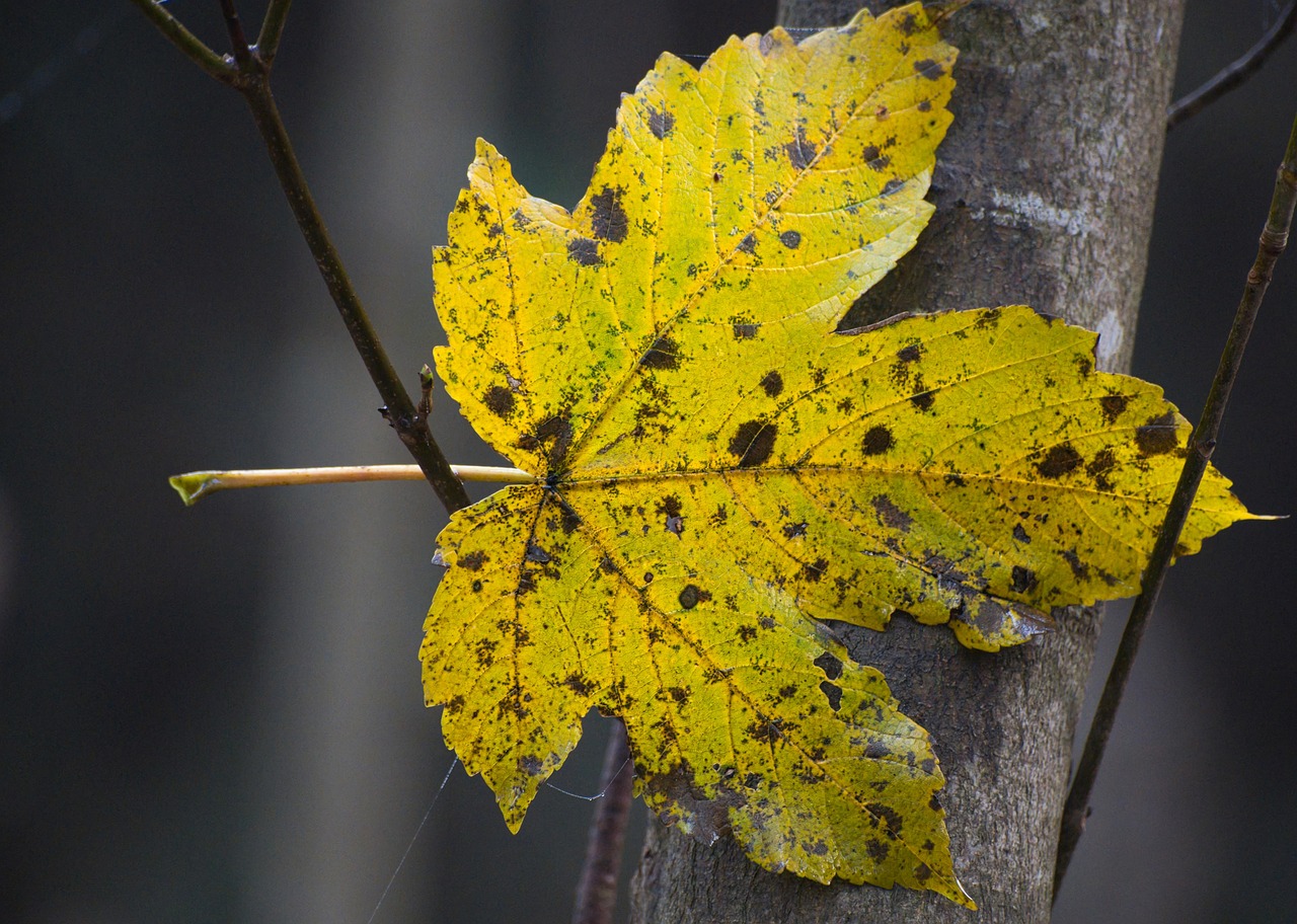 fall, autumn leaf, autumn leaves, foliage coloring, maple, branch, maple leaf, yellow, nature, forest, symmetrical