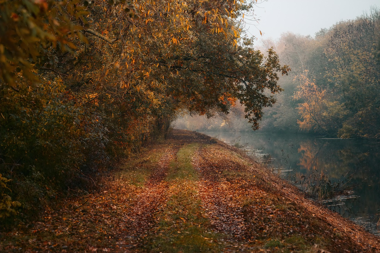 autumn, nature wallpaper, nature, free wallpaper, foliage, leaves, laptop wallpaper, free background, 4k wallpaper 1920x1080, hd wallpaper, mac wallpaper, trees, wallpaper hd, windows wallpaper, park, nature background, desktop backgrounds, season, beautiful wallpaper, cool backgrounds, full hd wallpaper, beautiful nature, wallpaper 4k, 4k wallpaper, scenery, view, orange, wallpaper