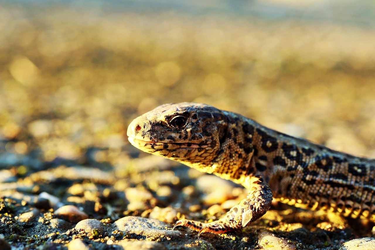 lizard, wall lizard, nature, creeping animal, reptile, animal