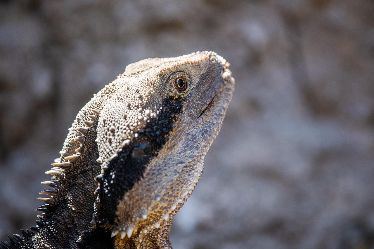 tutara, reptil, endemisch, tier, bedrohte arten, natur, tierwelt, rhynchozephalie, sphenodon punctatus, lebende fossilien, trias, wildnis, auckland, neuseeland, nz