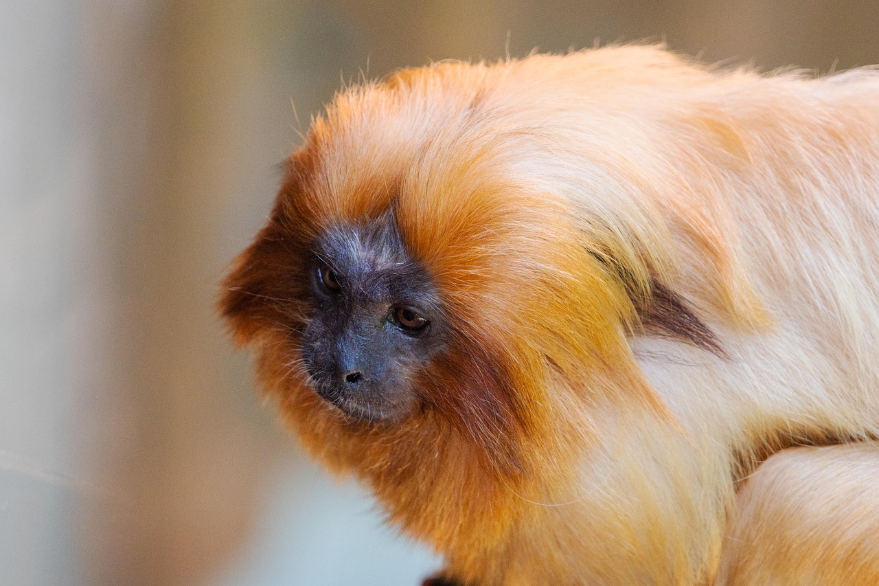 apina, kultainen leijona tamariini, kädellinen, kultainen marmosetti, luonne, leontopithecus rosalia, uhanalaiset lajit, nisäkäs, eläin, villieläimet