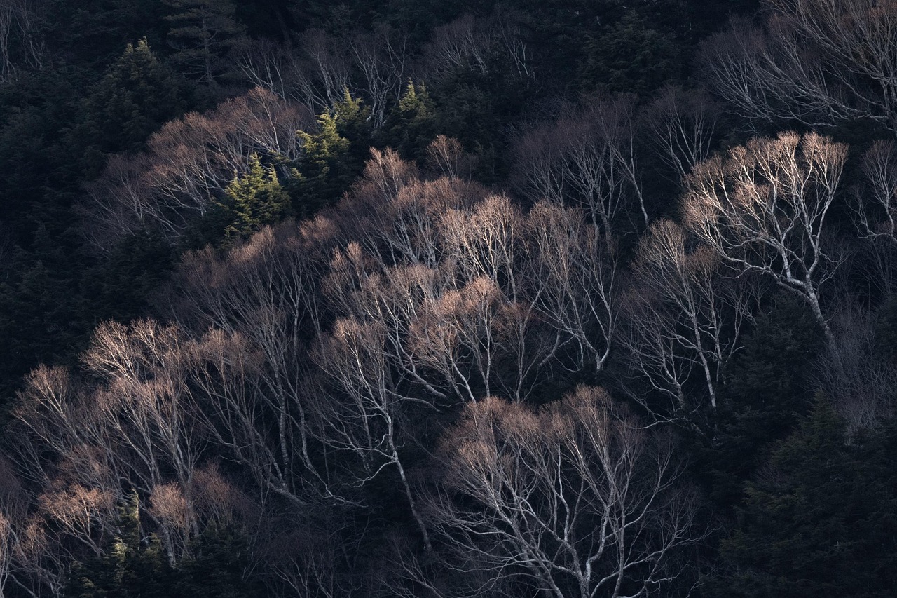 drzewa, las, natura, krajobraz