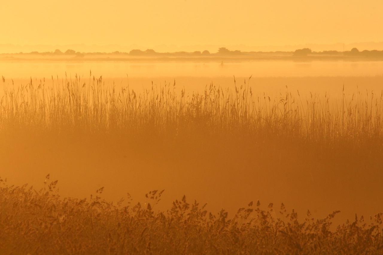 ranna mgła, mgła, wschód słońca, lato, zmierzch, pas trzcinowy, łąka, wschód, lekki, rana, natura, krajobraz