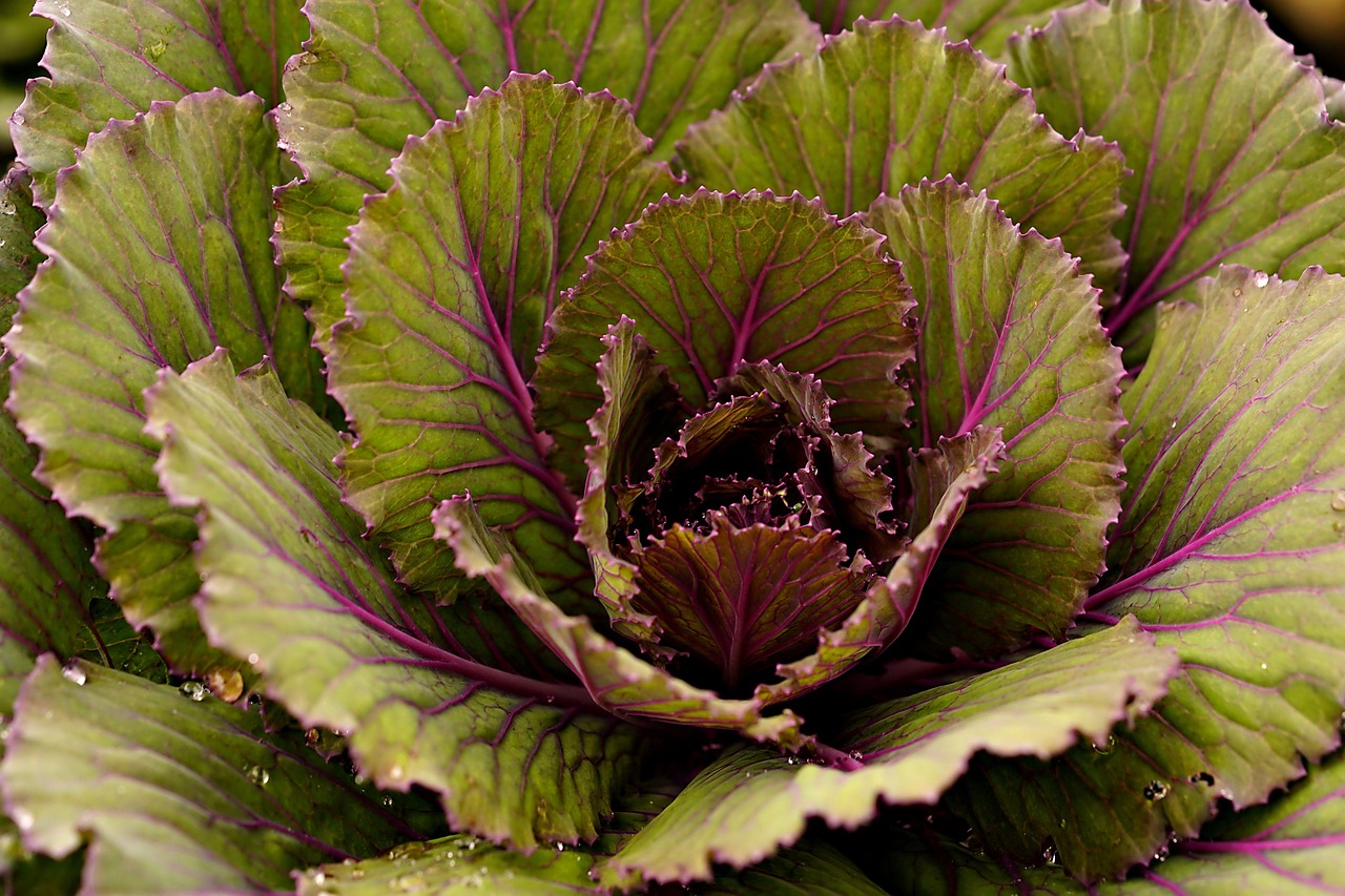 cabbage, giant cabbage, nature, flora, forest