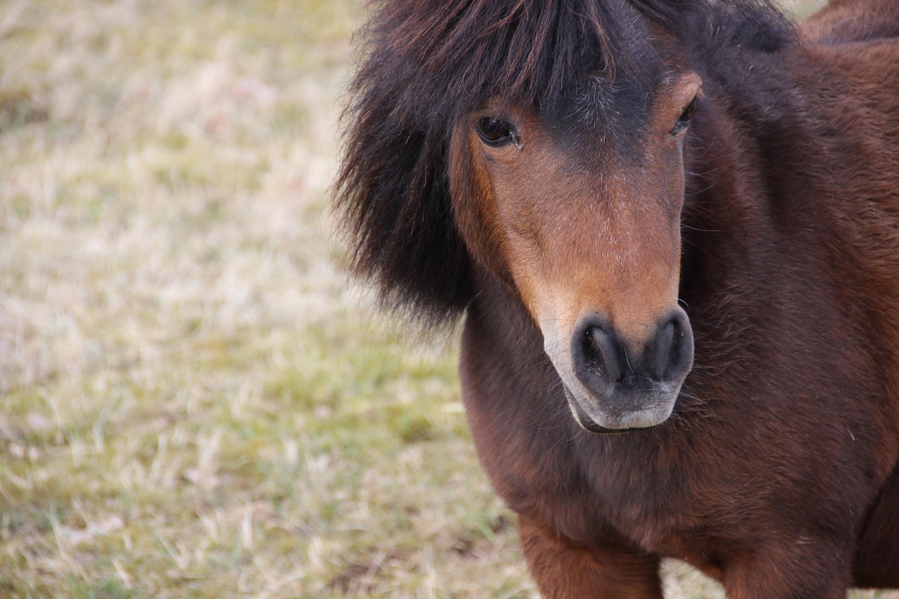 horse, shetland, pony, animal, russ, nature