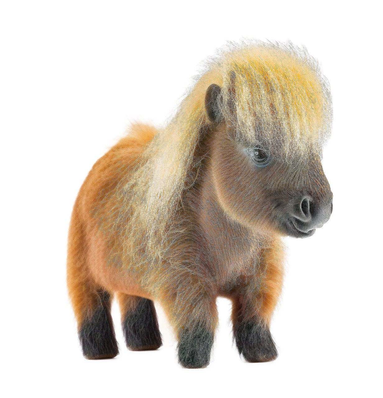 shetland pony, eyes, hairy, fluffy, cute, animal, nature, fantasy, drawing, sweet, ai generated