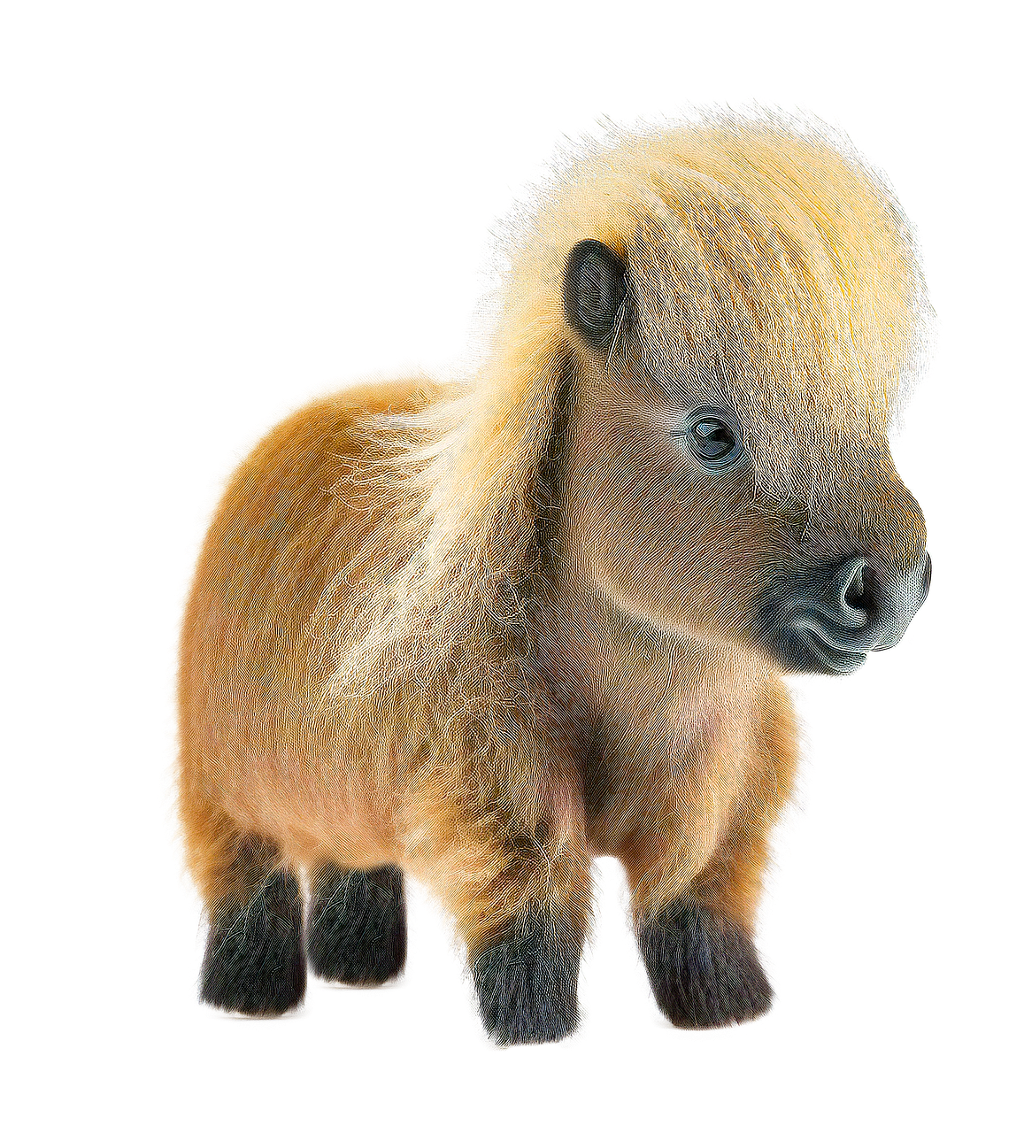 shetland pony, nature, eyes, hairy, fluffy, cute, animal, fantasy, drawing, sweet, ai generated