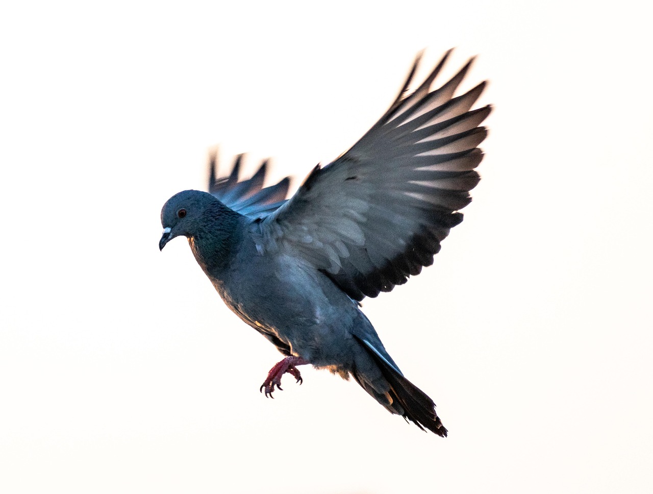 duva, fågel, vingar, flyga, frihet, flyg, fjädrar, fjäderdräkt, ave, flygande fågel, ornitologi, natur, fågelskådning, djur, djurvärlden, flygande, gråa fåglar