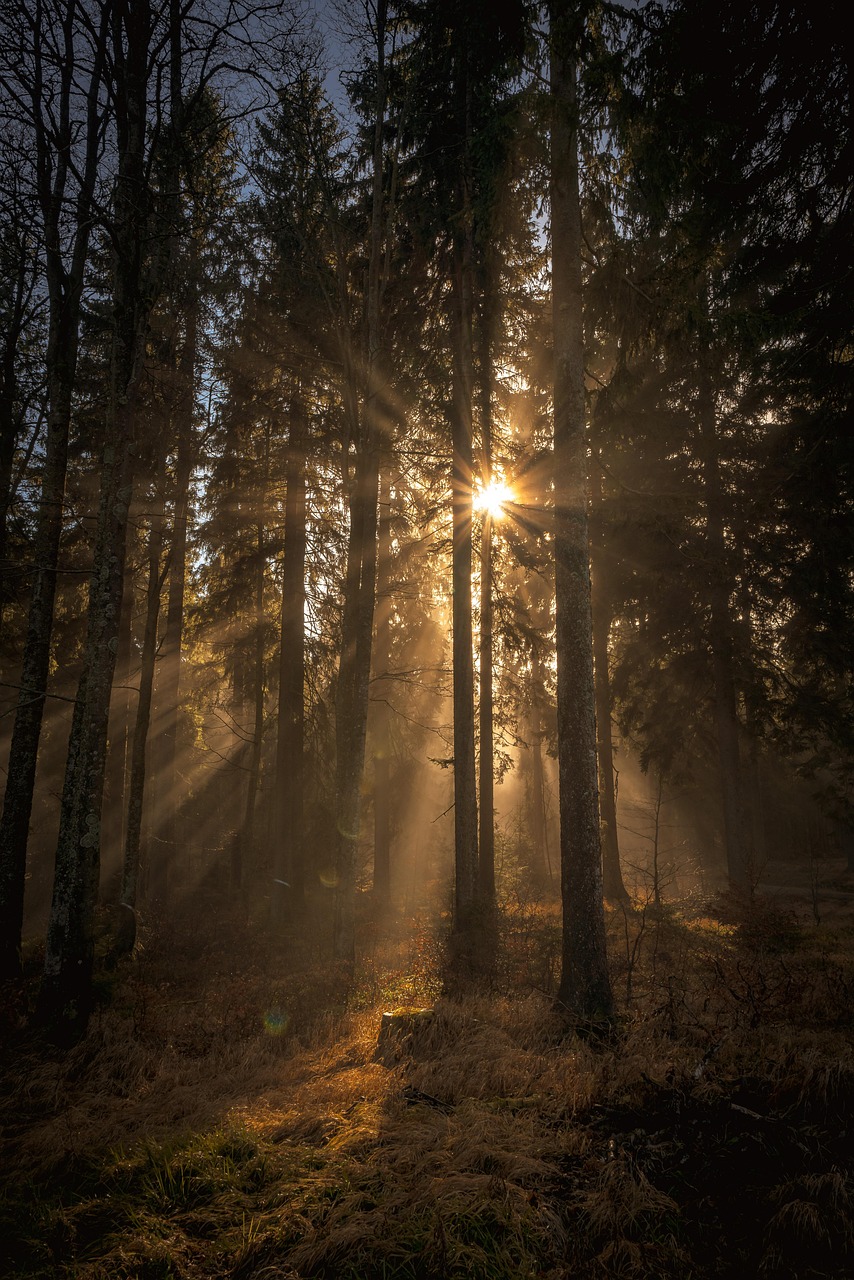 las, natura, lekki, słońce, promienie słoneczne, drzewa, pokój