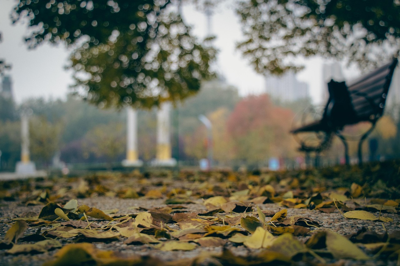 autumn, park, chair, defoliation, under the tree