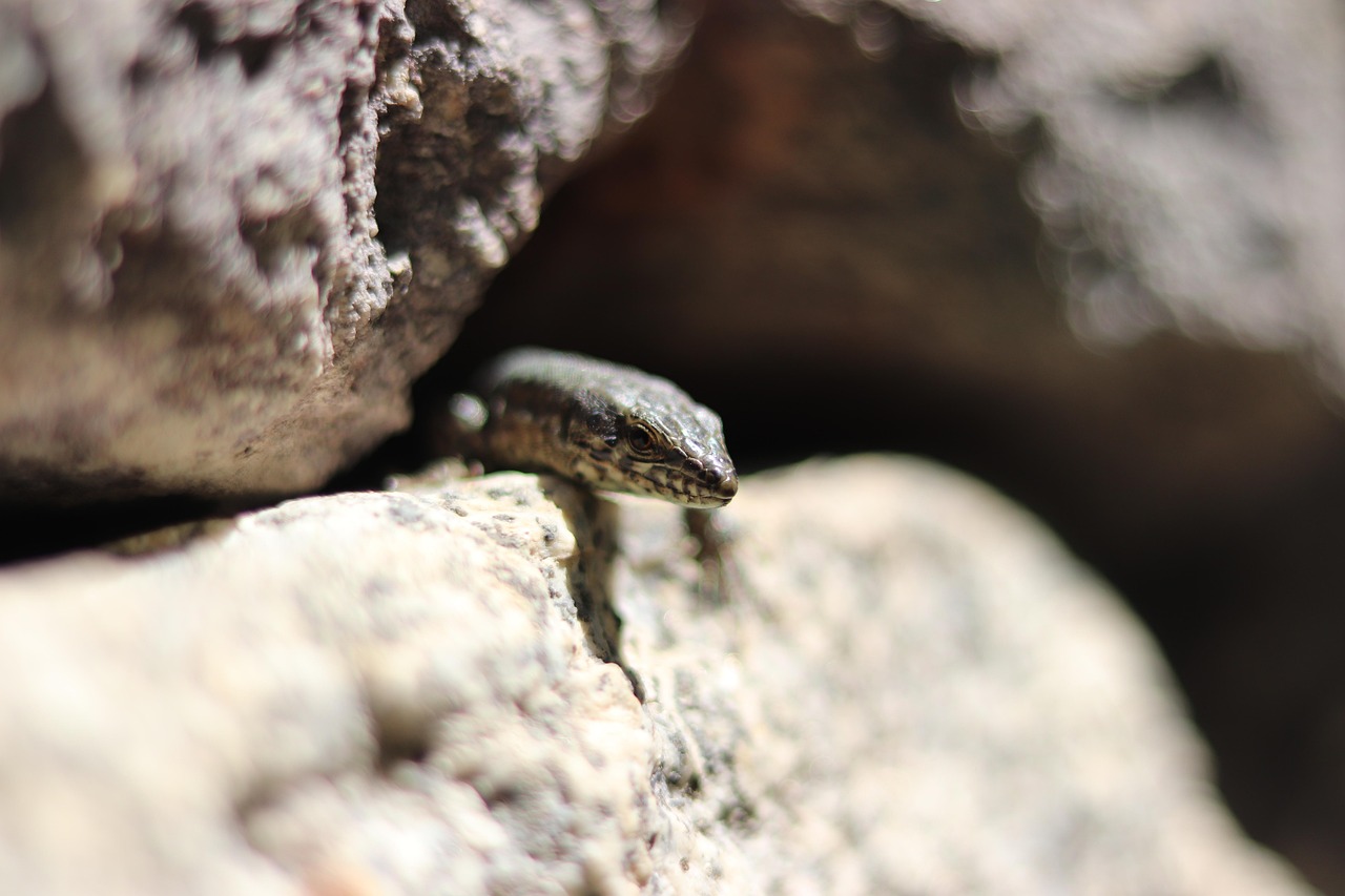 lizard, stones, wall, nature, reptile, animal, wall lizard, rocks, head, closeup