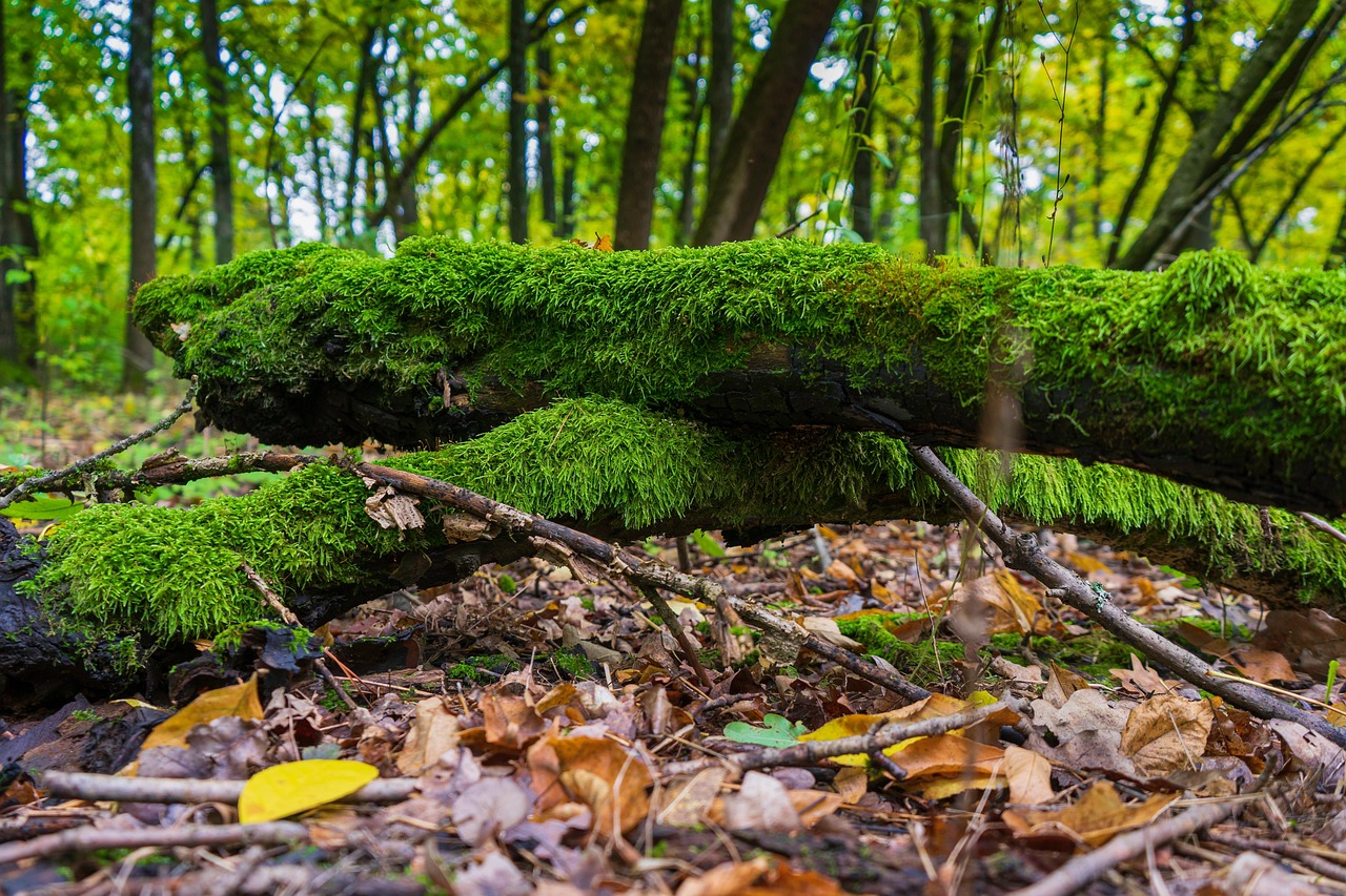 nature, forest, trees, branches, leaves, autumn, moss, mossy, fireplace