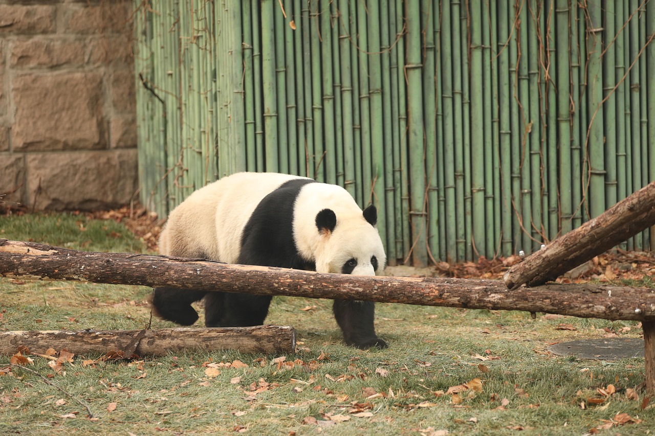 jättepanda, panda, utrotningshotade djur, natur, däggdjur, beijing zoo, världsarv, vinter, djur