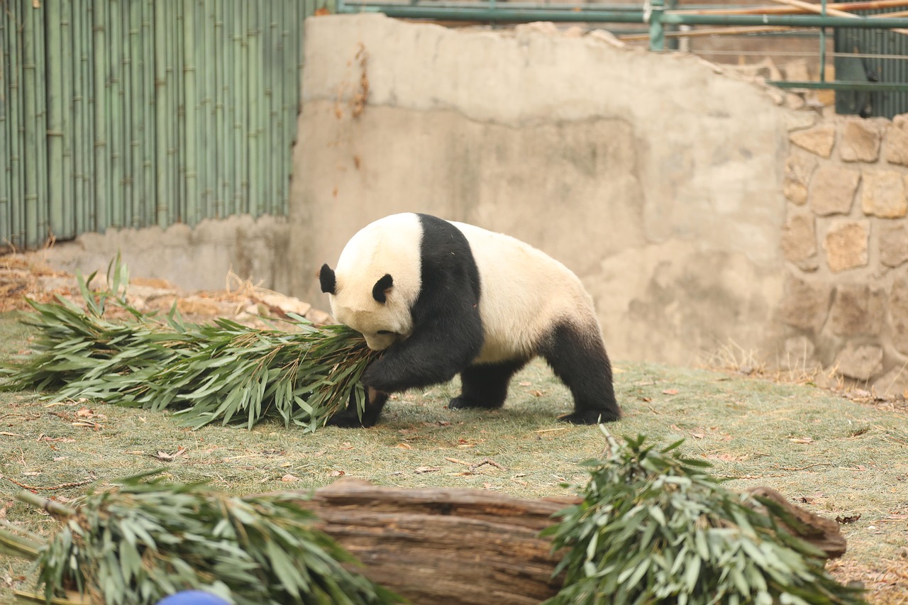 jättepanda, panda, utrotningshotade djur, däggdjur, beijing zoo, världsarv, natur, vinter, djur