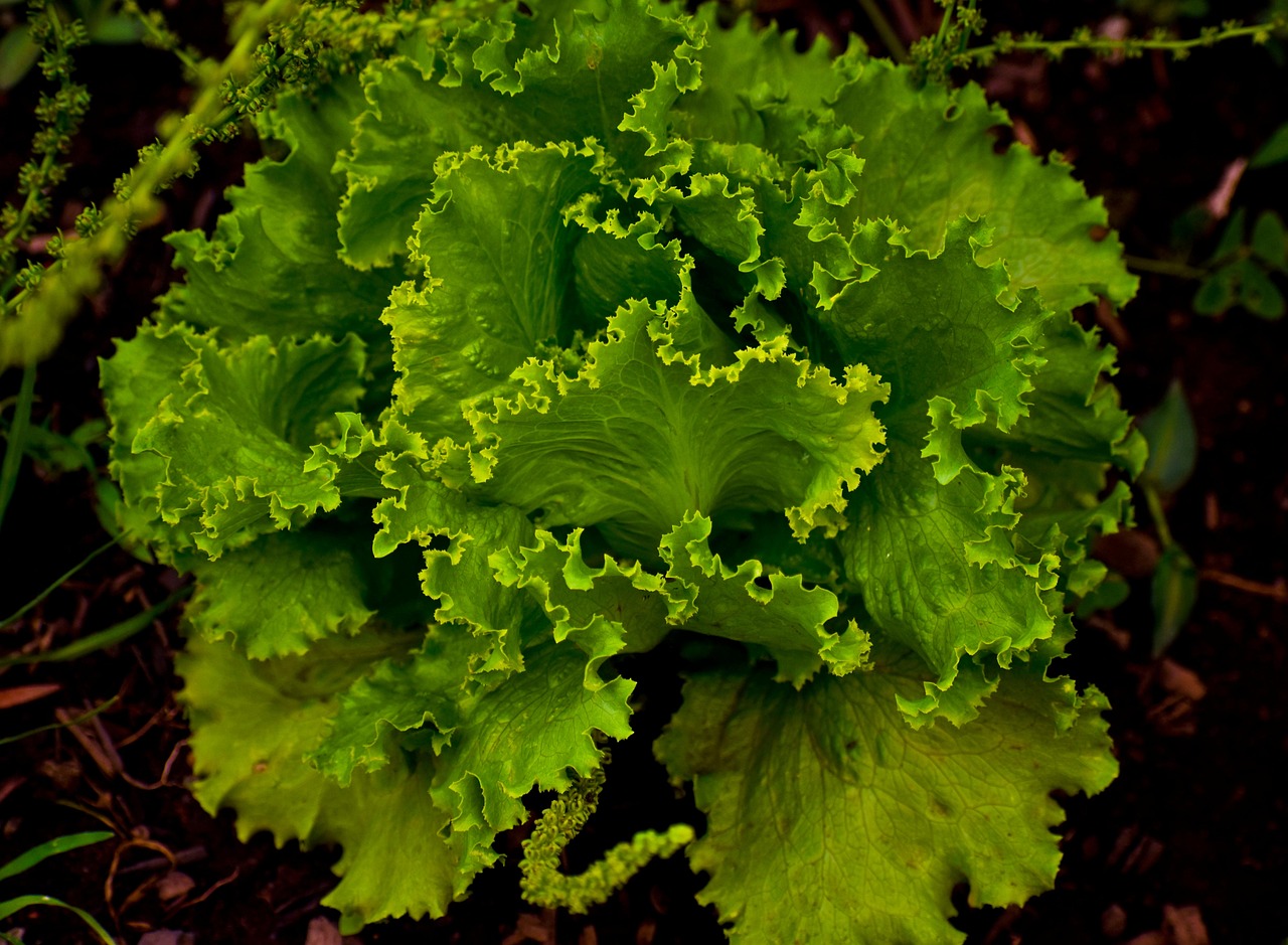 lettuce, leaves, vegetable, plant, green vegetable, nature, organic, healthy
