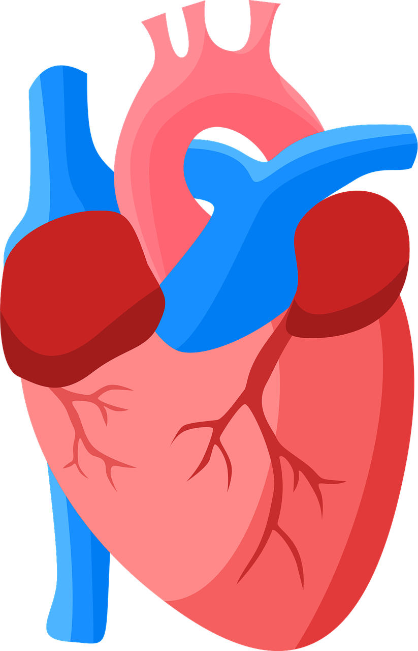 cœur, anatomie, humain, organe, veines, artères, clipart, coupé