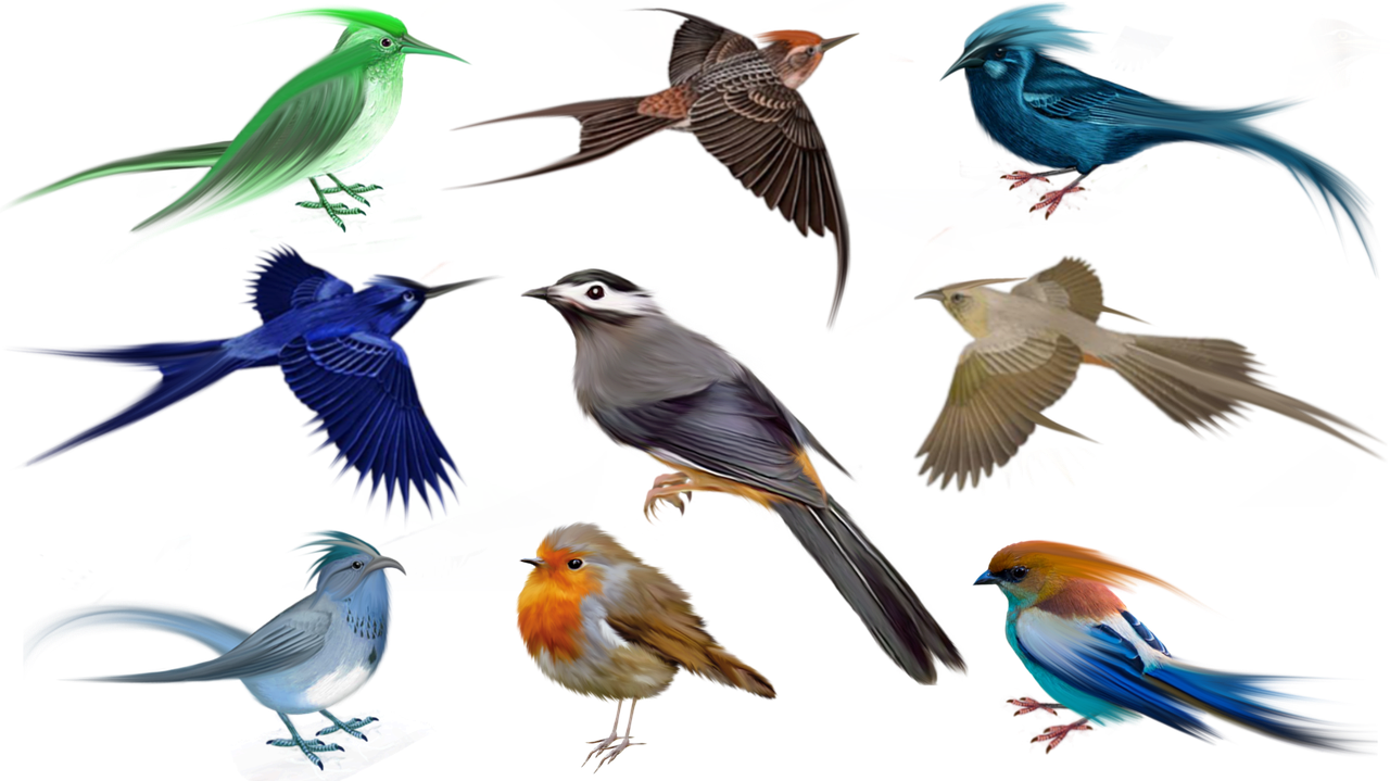 aves, naturaleza, animales, separar, pájaros voladores, robin, fauna silvestre, pájaros coloridos, pájaros bonitos, pájaros de jardín