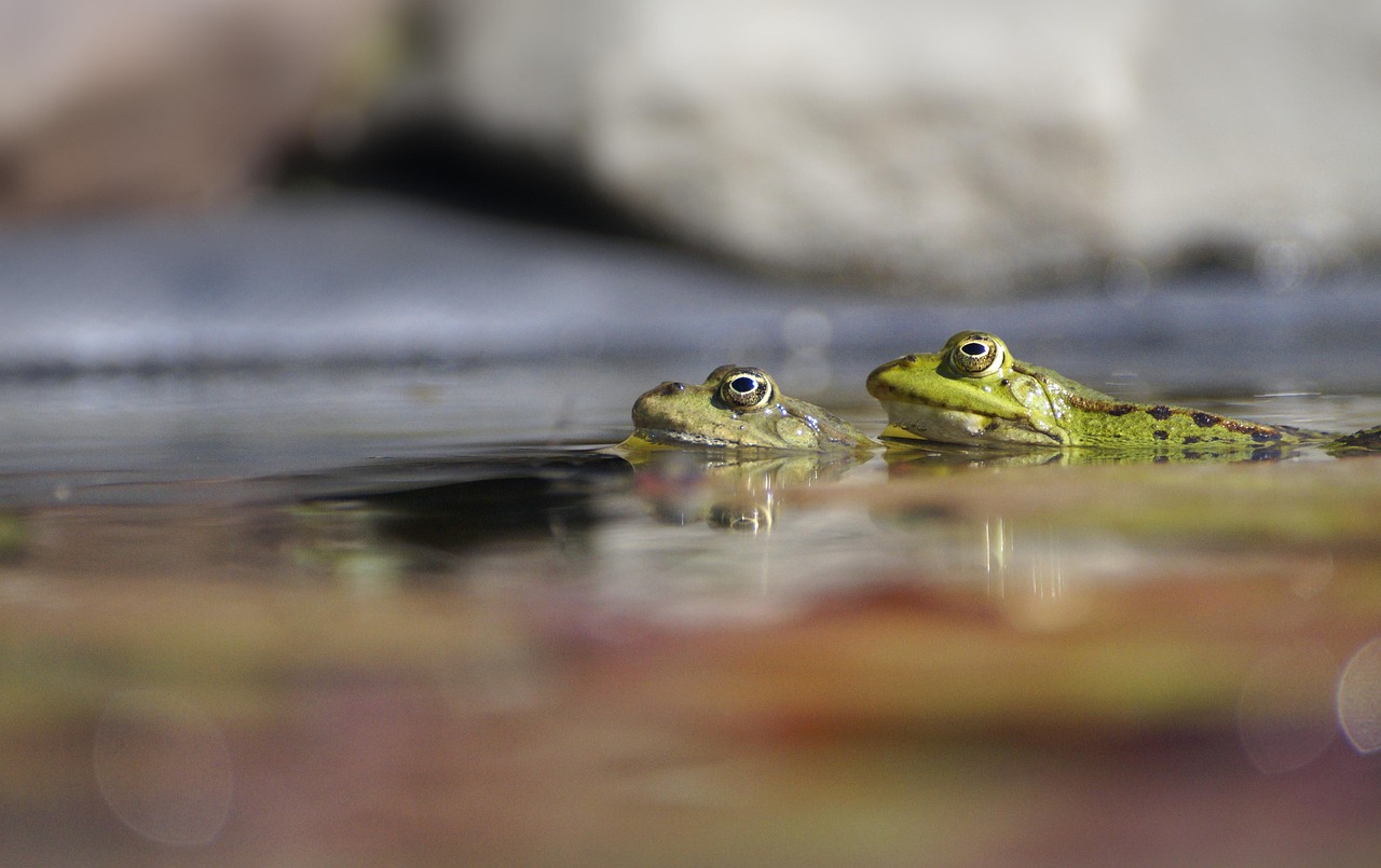 frog, amphibian, pond frog, water frog, green, nature, pond, pairing, common frog, pair, few, frog, frog, frog, frog, frog