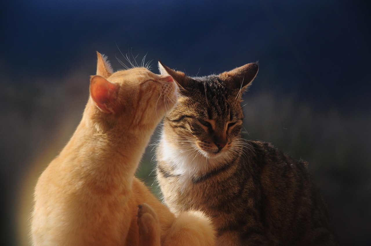 katzen, schnurrhaare, haustiere, pelzig, natur, tiere