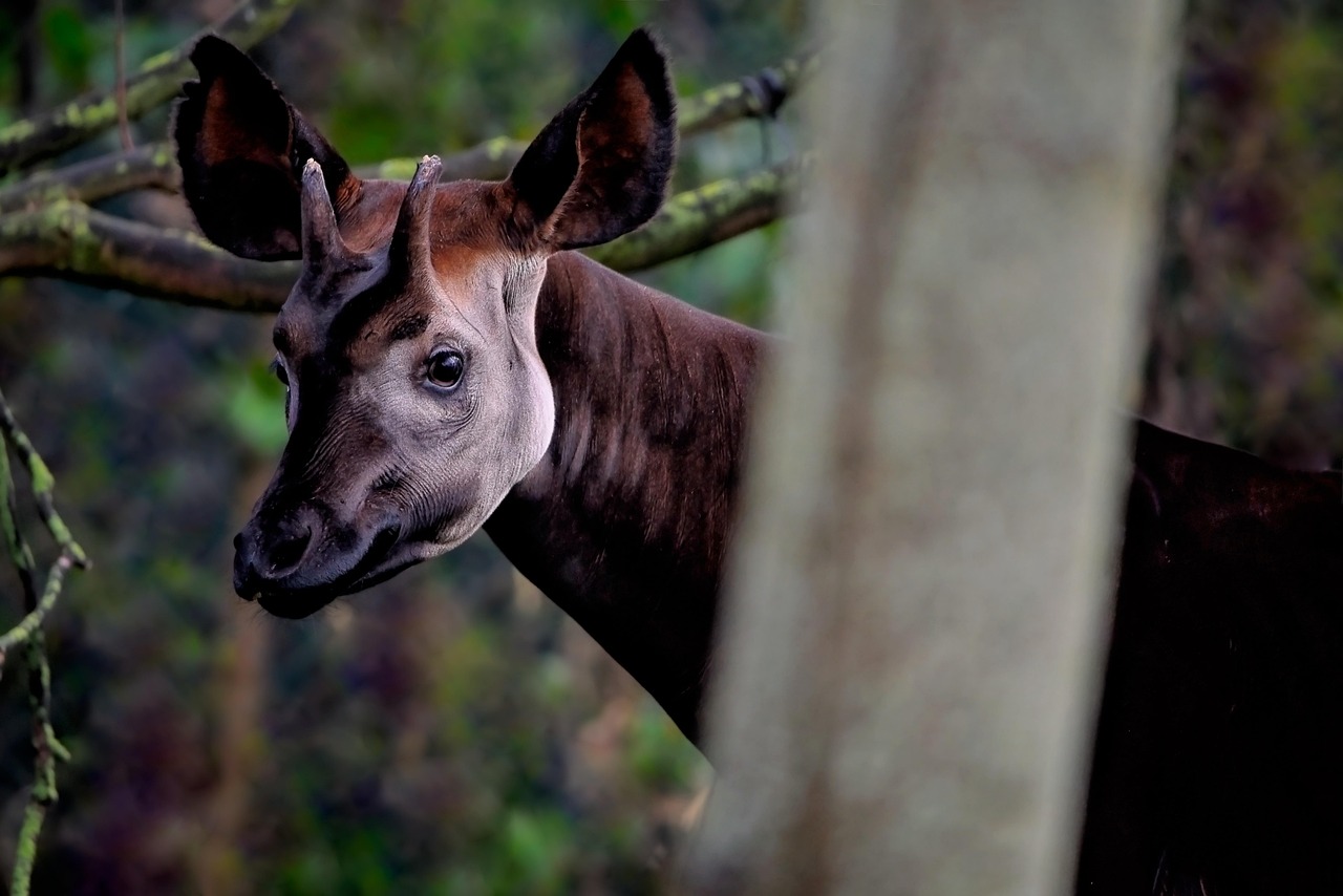 okapi, girafa da floresta, girafa congolesa, girafa zebra, artiodáctilo, okapia, espécies, ossicones, mamífero, animais selvagens, ameaçadas de extinção
