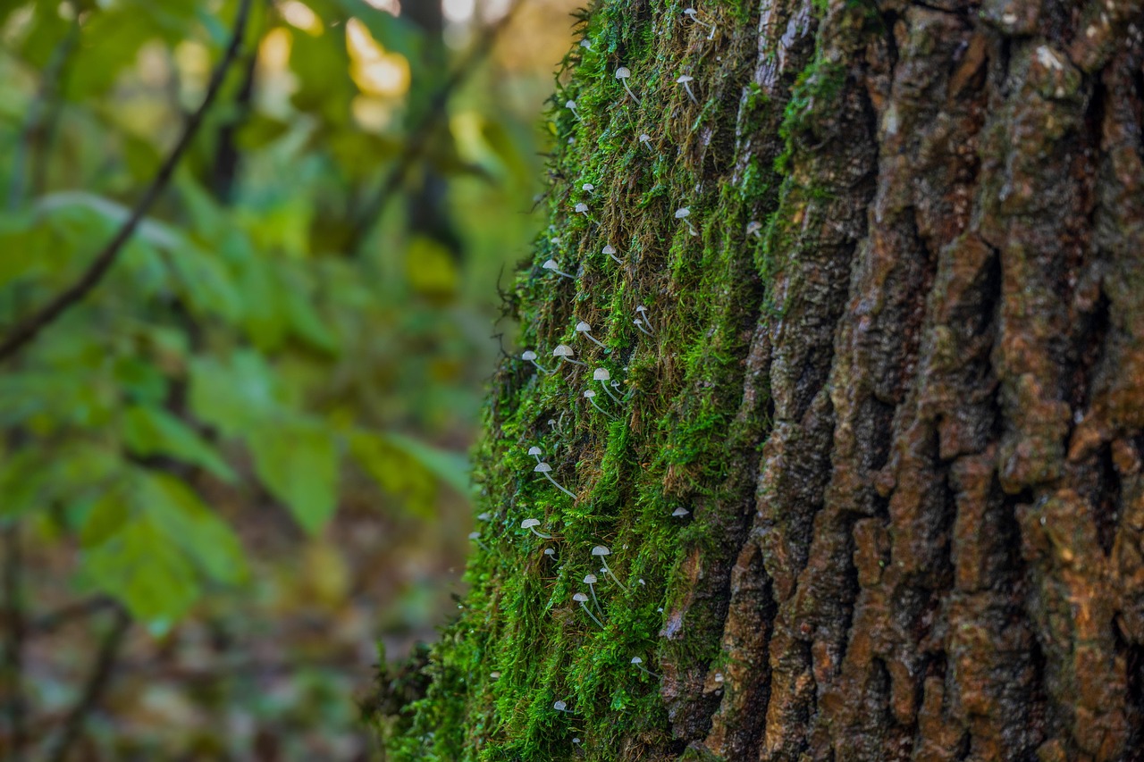 tree, moss, mushrooms, forest, mossy tree, wood, nature