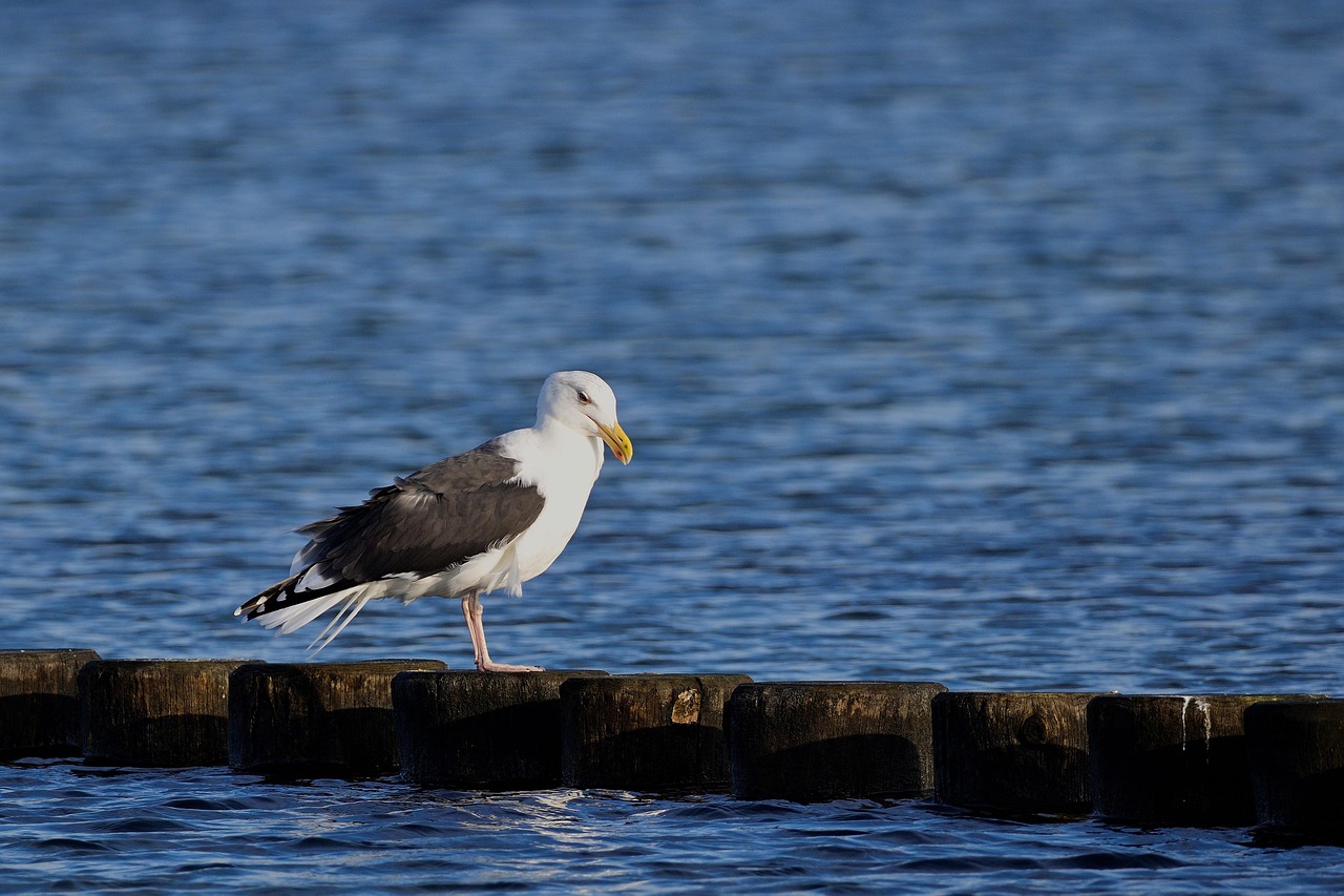 möwe, vogel, tier, seevögel, Federn, gefieder, meer, ozean, leiste, tierwelt, natur