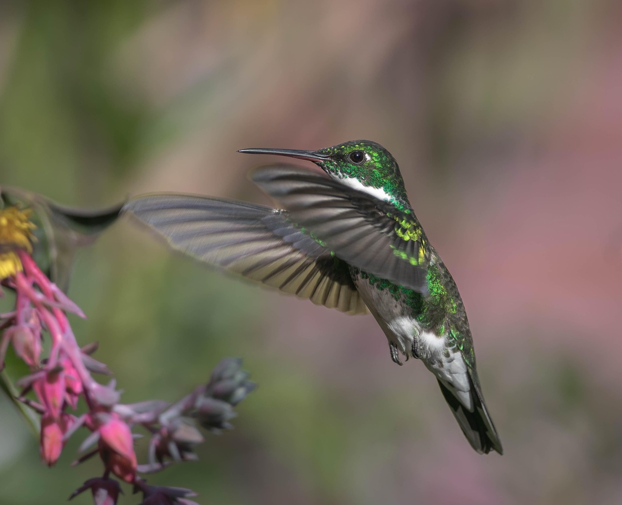 kolibri, leucochloris albicollis, valkokurkku kolibri, lintujen tarkkailu, villit linnut, ornitologia, kynät, höyhenpeite, huippu, lentävät linnut