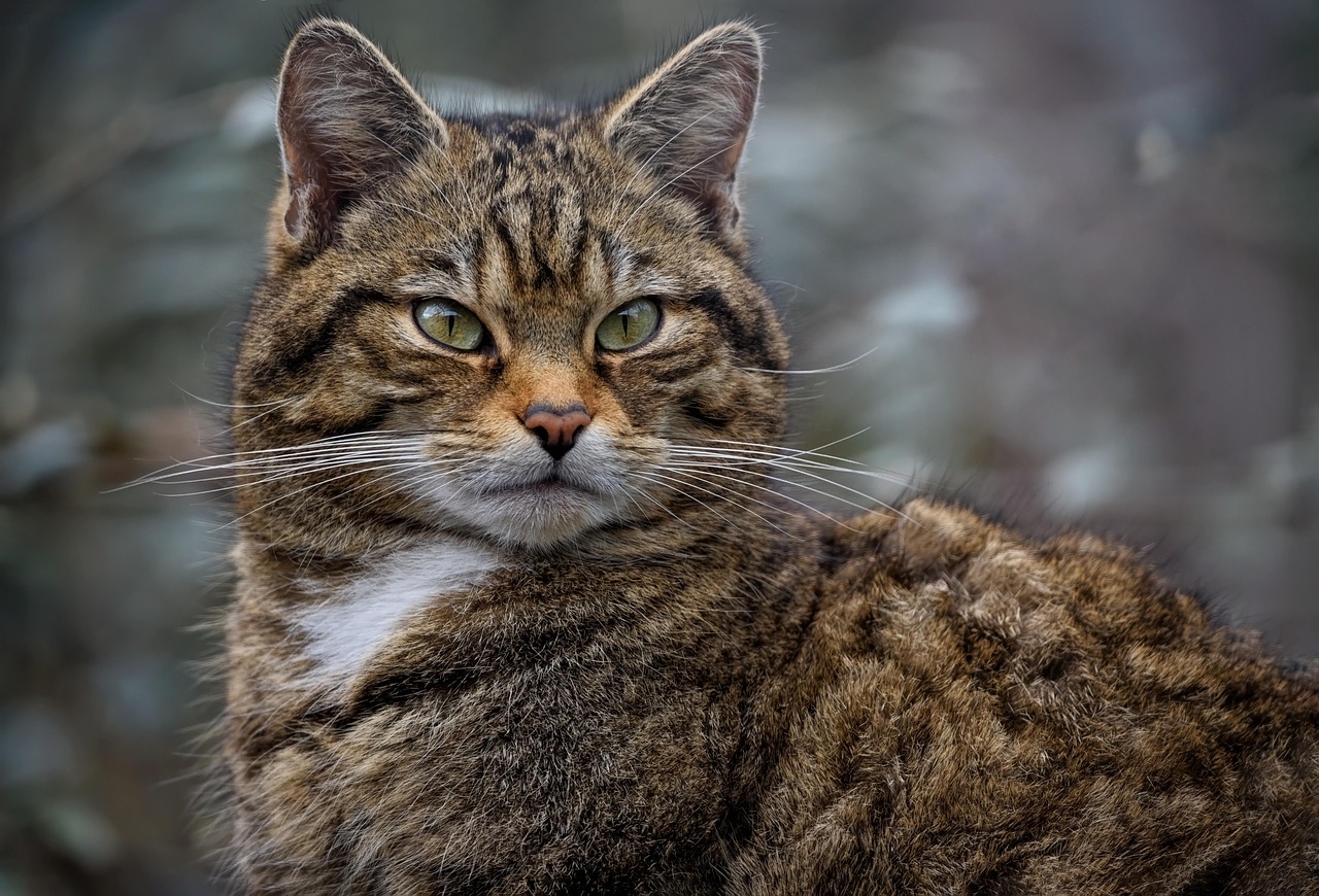 kedi, i̇skoç vahşi kedi, yaban kedisi, türler, kritik tehlike altında, memeli, doğa, evcil hayvan, hayvan, yaban hayatı, bıyıklar