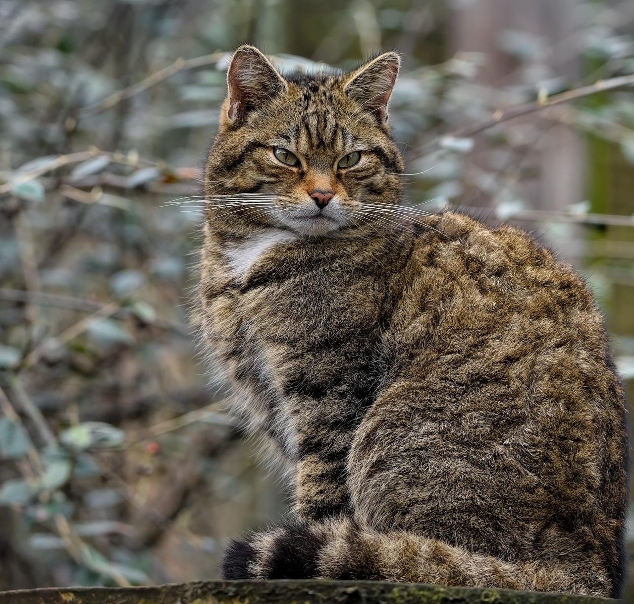 kedi, i̇skoç vahşi kedi, yaban kedisi, doğa, türler, kritik tehlike altında, memeli, hayvan, evcil hayvan, yaban hayatı