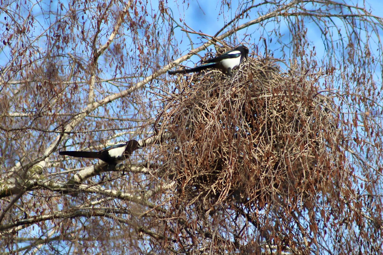 vögel, elstern, vogelkunde, spezies, fauna, vogel, tiere, tierwelt, schnabel, lebensraum, korviden, nest bau, nest, vogelnest, natur, nest, nest, vogelnest, vogelnest, vogelnest, vogelnest, vogelnest