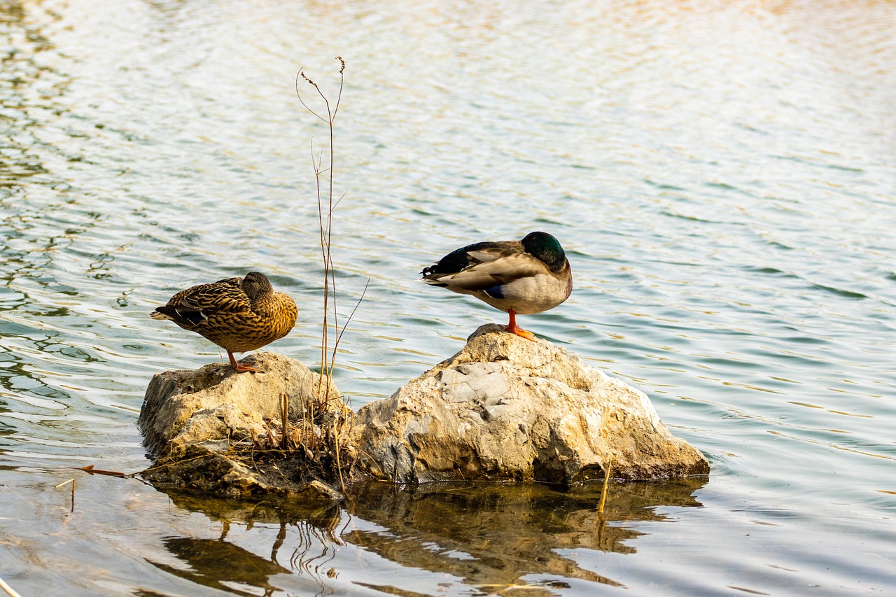 wildenten, wasservögel, see, wasser, nahaufnahme, natur, tiere