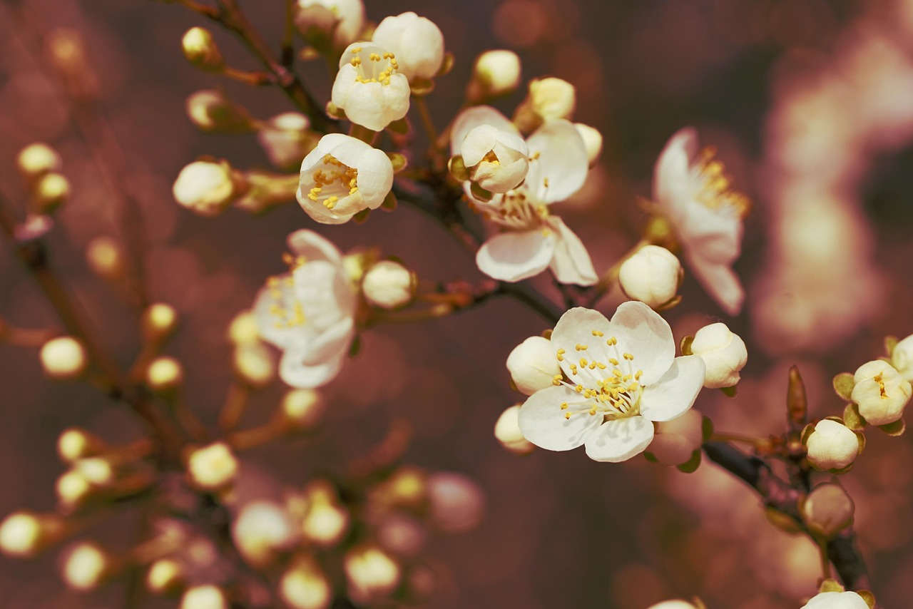 blumen, blumentapete, frühling, vorfrühling, blüte, blumen hintergrund, natur, schöne blumen, busch