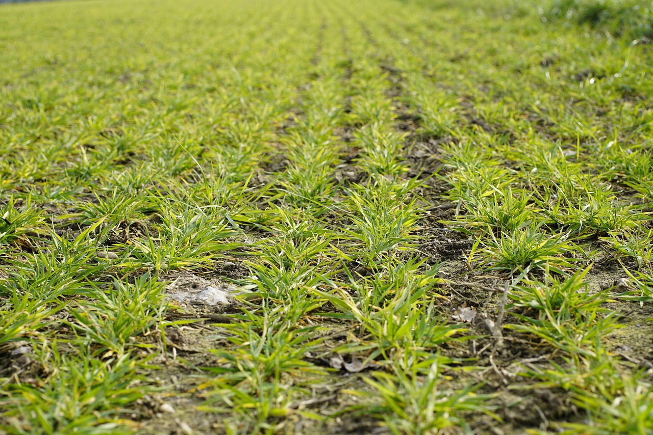 barley, agriculture, field, hordeum vulgare, farming, nature