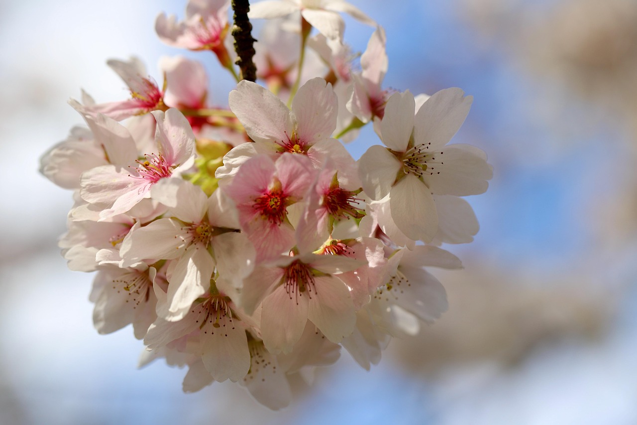 cherry plum, cherry blossoms, prunus cerasifera, blossom, flowering branch, pink flowers, petals, tree, nature, blossoms, blooming branch