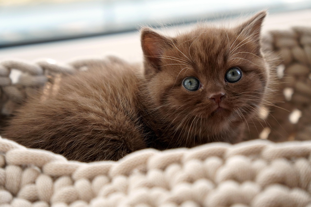 pêlo curto britânico, natureza, gatinho, gato, animais domésticos, bonitinho, bicho de estimação, animal, felino, brown