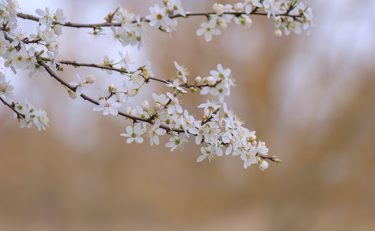 blossoms, blooms, blooming branch, blackthorn, cherry tree, cherry blossom, flowering branch, spring, spring awakening, nature, flora